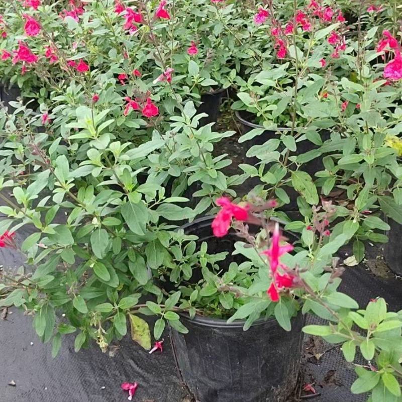 成都樱桃鼠尾草批发成都苗木基地供应各类规格樱桃鼠尾草