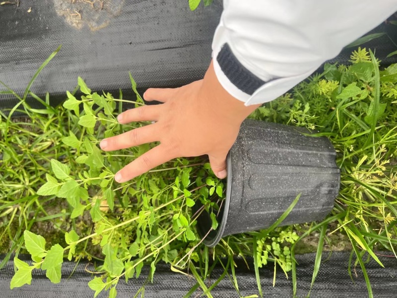 成都樱桃鼠尾草批发成都苗木基地供应各类规格樱桃鼠尾草