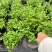 成都樱桃鼠尾草批发成都苗木基地供应各类规格樱桃鼠尾草