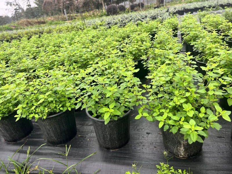 成都樱桃鼠尾草批发成都苗木基地供应各类规格樱桃鼠尾草
