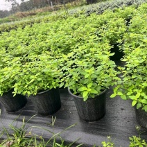 贵州樱桃鼠尾草批发贵州苗木基地供应各类规格樱桃鼠尾草