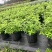 贵州樱桃鼠尾草批发贵州苗木基地供应各类规格樱桃鼠尾草
