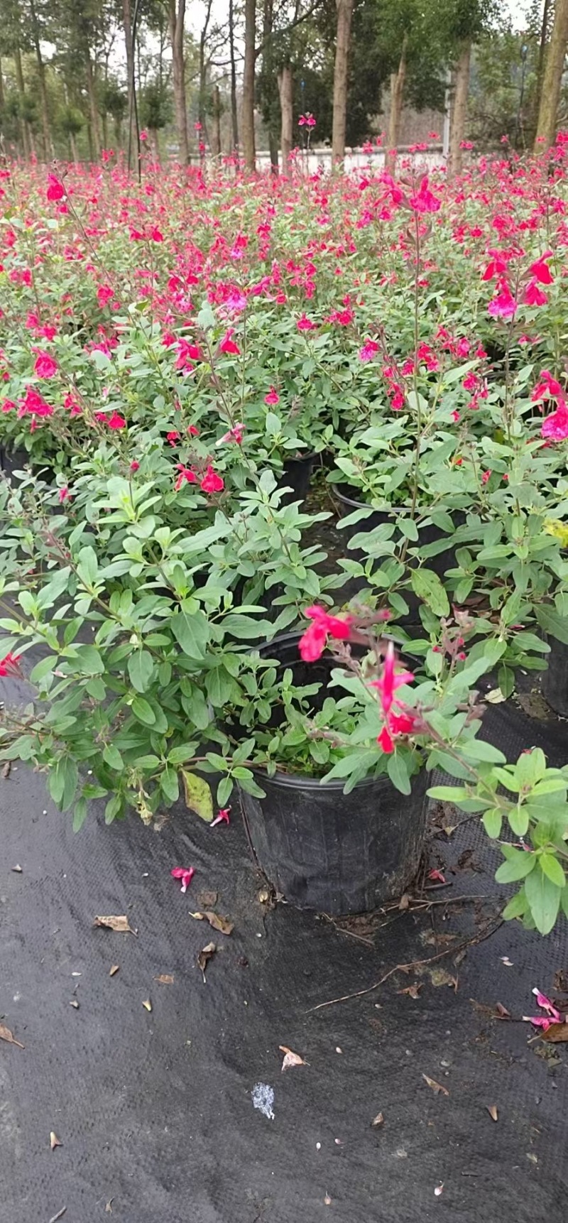 贵州樱桃鼠尾草批发贵州苗木基地供应各类规格樱桃鼠尾草
