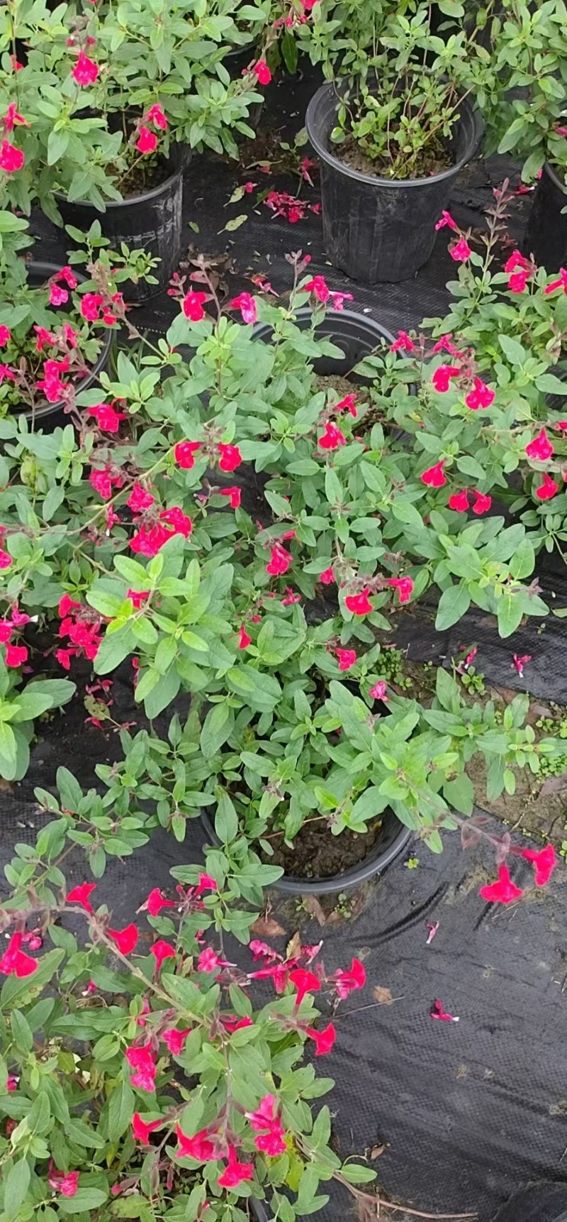 贵州樱桃鼠尾草批发贵州苗木基地供应各类规格樱桃鼠尾草