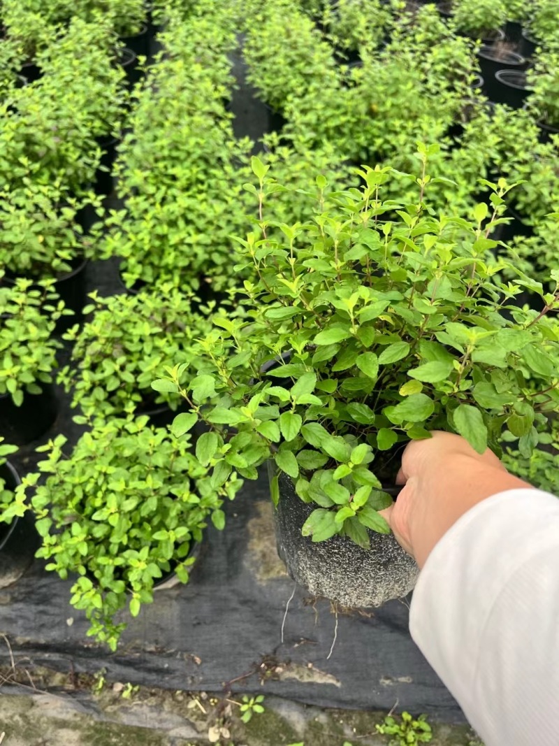 重庆樱桃鼠尾草批发重庆苗木基地供应各类规格樱桃鼠尾草