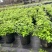 重庆樱桃鼠尾草批发重庆苗木基地供应各类规格樱桃鼠尾草