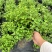 重庆樱桃鼠尾草批发重庆苗木基地供应各类规格樱桃鼠尾草