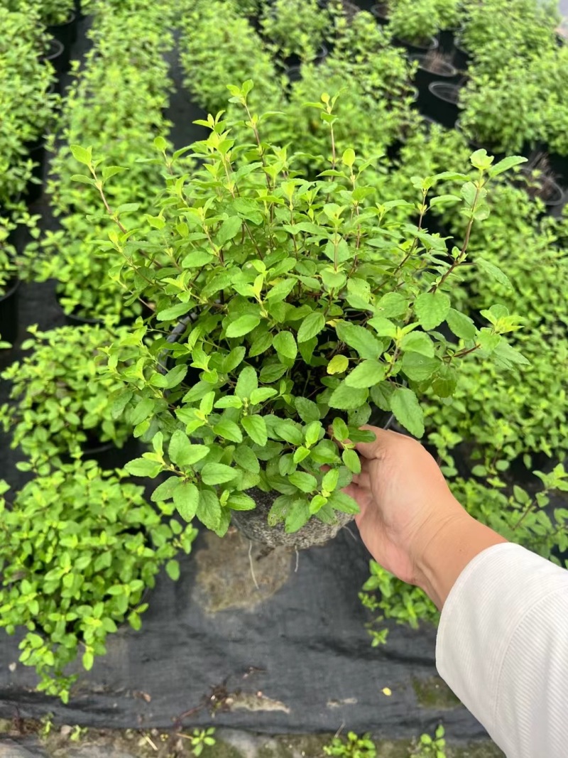 重庆樱桃鼠尾草批发重庆苗木基地供应各类规格樱桃鼠尾草