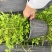 重庆樱桃鼠尾草批发重庆苗木基地供应各类规格樱桃鼠尾草