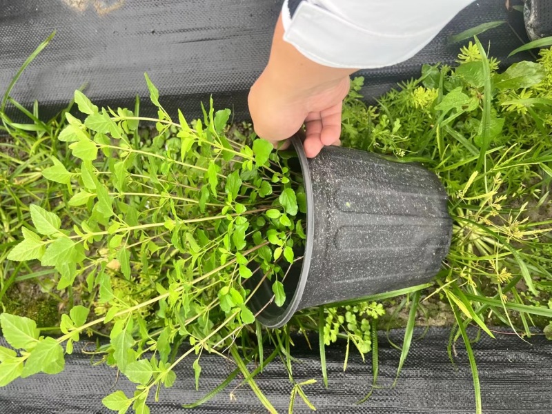 重庆樱桃鼠尾草批发重庆苗木基地供应各类规格樱桃鼠尾草