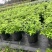 重庆樱桃鼠尾草批发重庆苗木基地供应各类规格樱桃鼠尾草