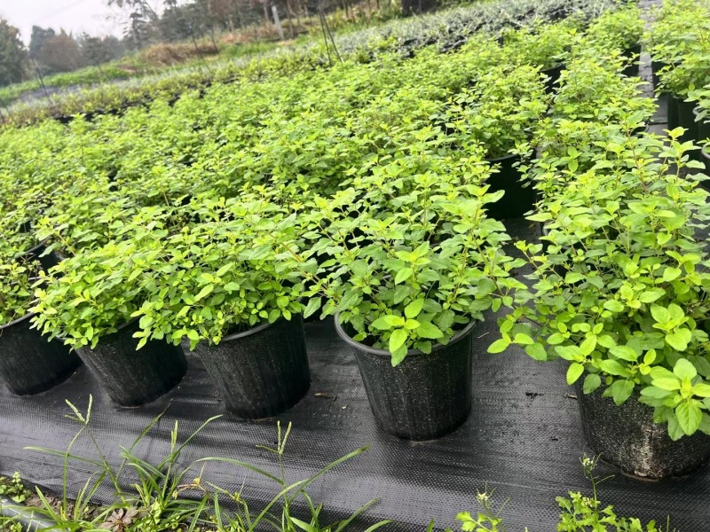 重庆樱桃鼠尾草批发重庆苗木基地供应各类规格樱桃鼠尾草