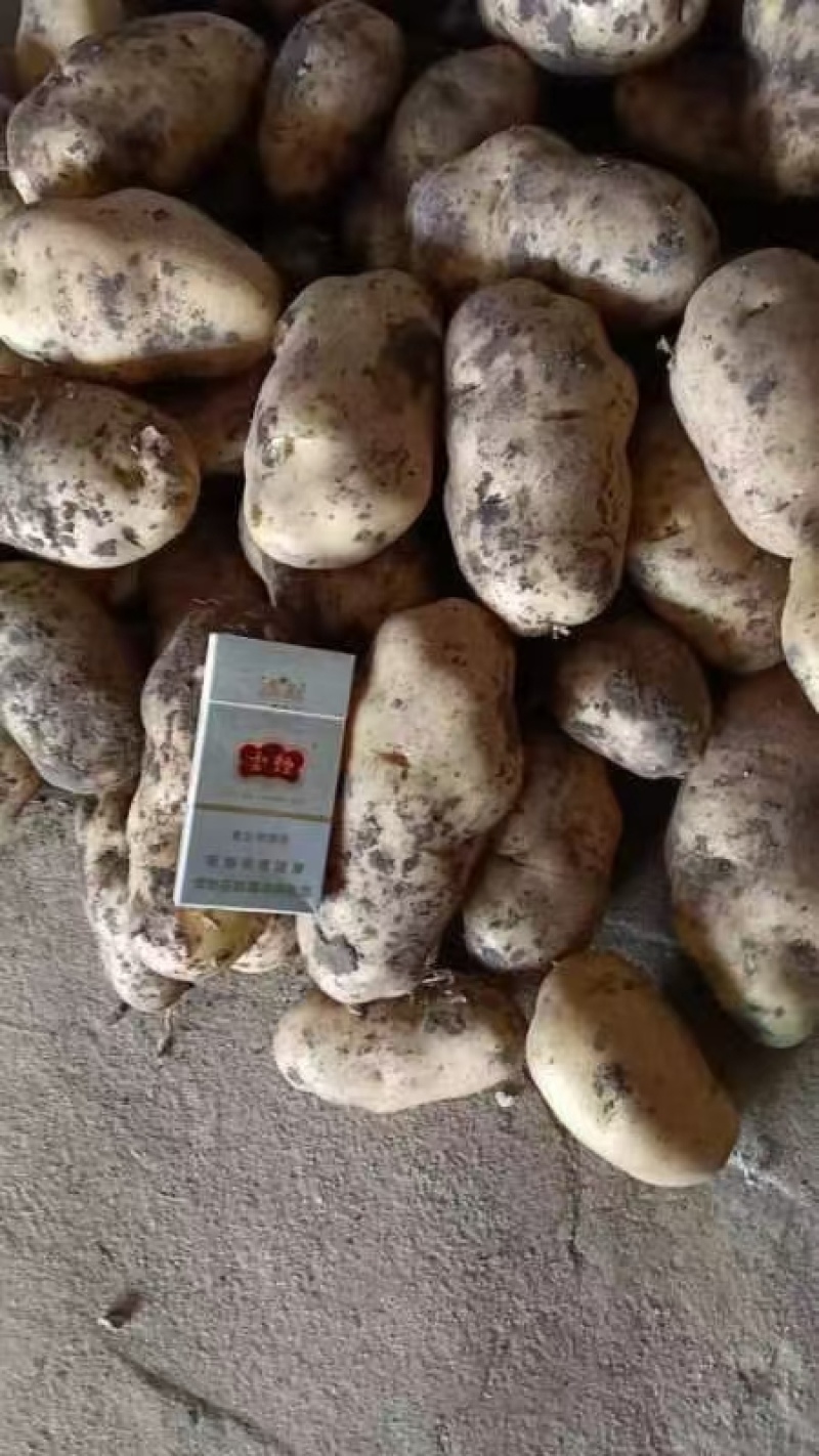 内蒙脱毒土豆种沃土十，荷兰系列，玖恩11，实验一，龙丹
