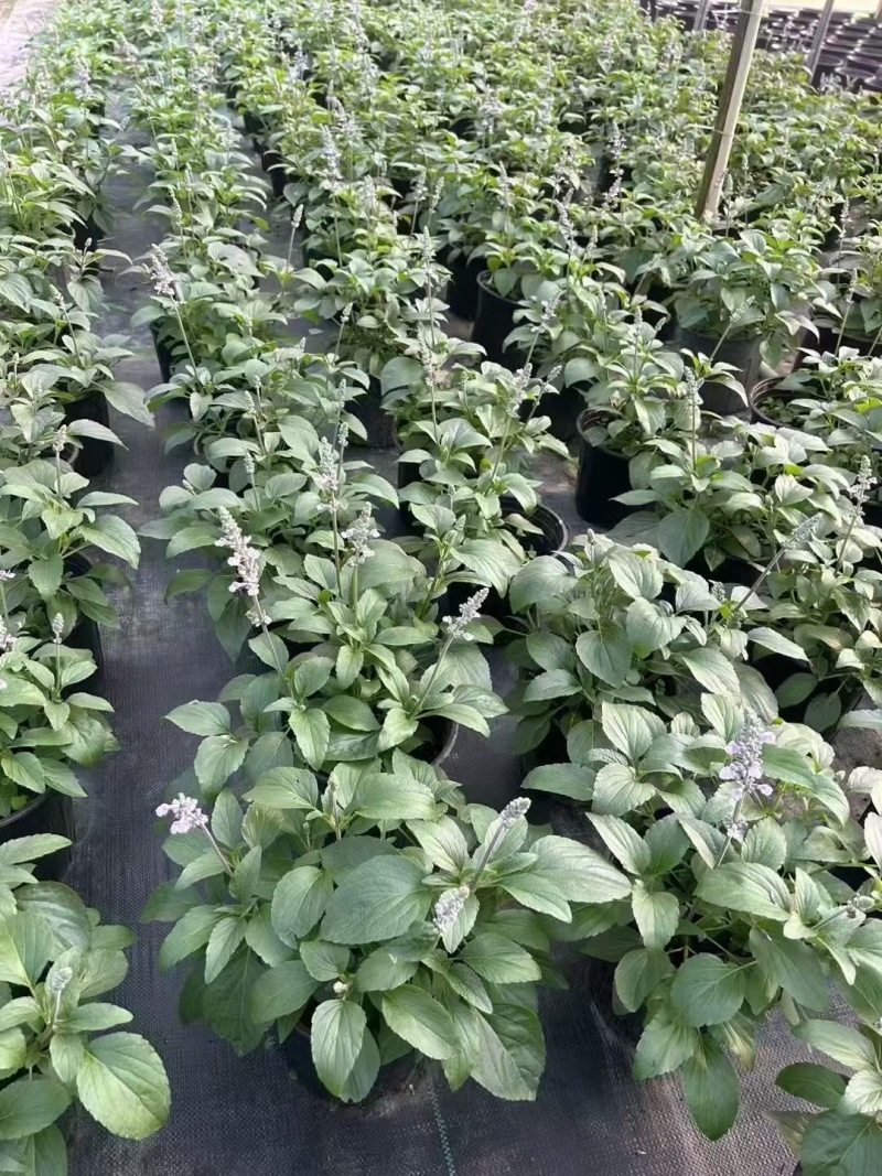 成都冰蓝鼠尾草批发成都苗木基地供应各类规格冰蓝鼠尾草