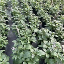 重庆冰蓝鼠尾草批发重庆苗木基地供应各类规格冰蓝鼠尾草