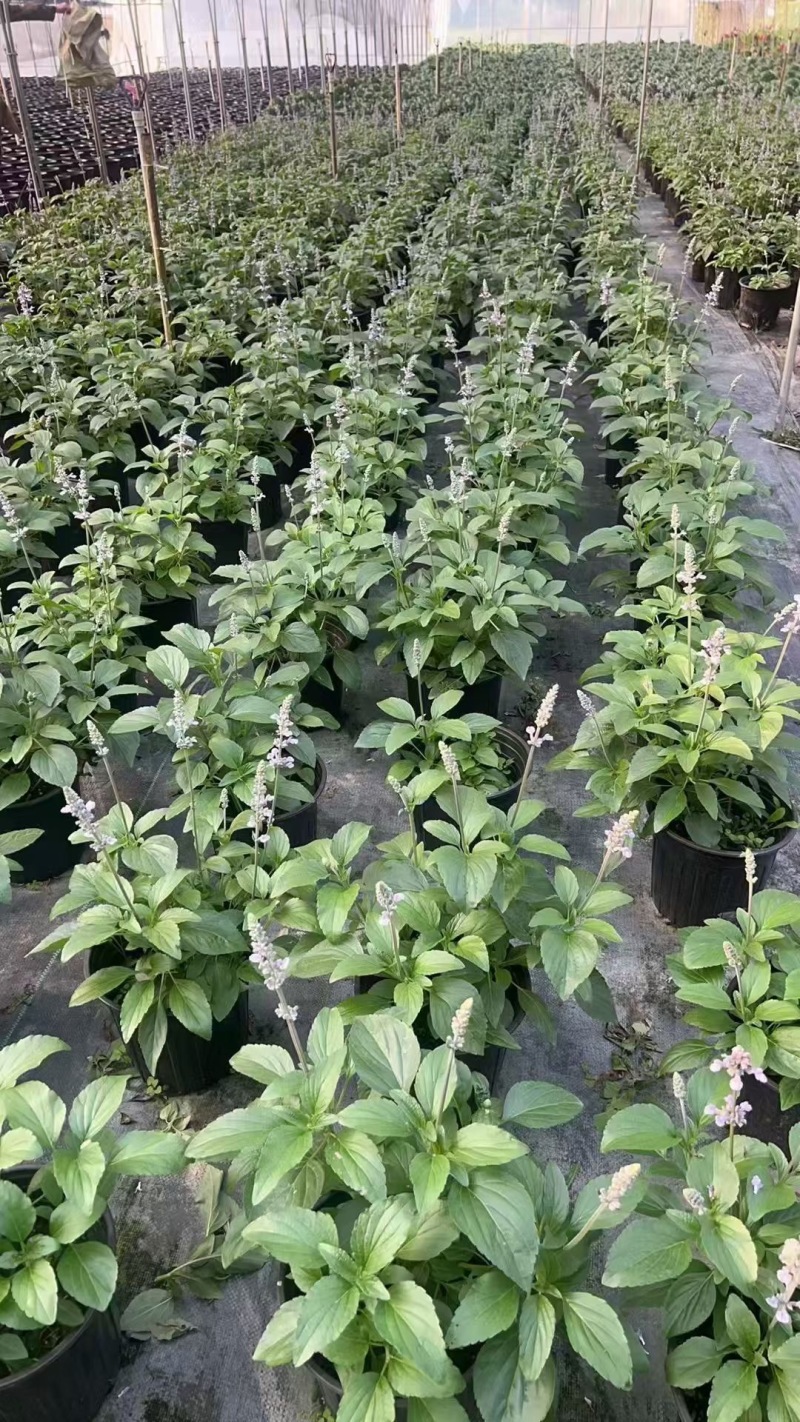 重庆冰蓝鼠尾草批发重庆苗木基地供应各类规格冰蓝鼠尾草