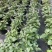 重庆冰蓝鼠尾草批发重庆苗木基地供应各类规格冰蓝鼠尾草