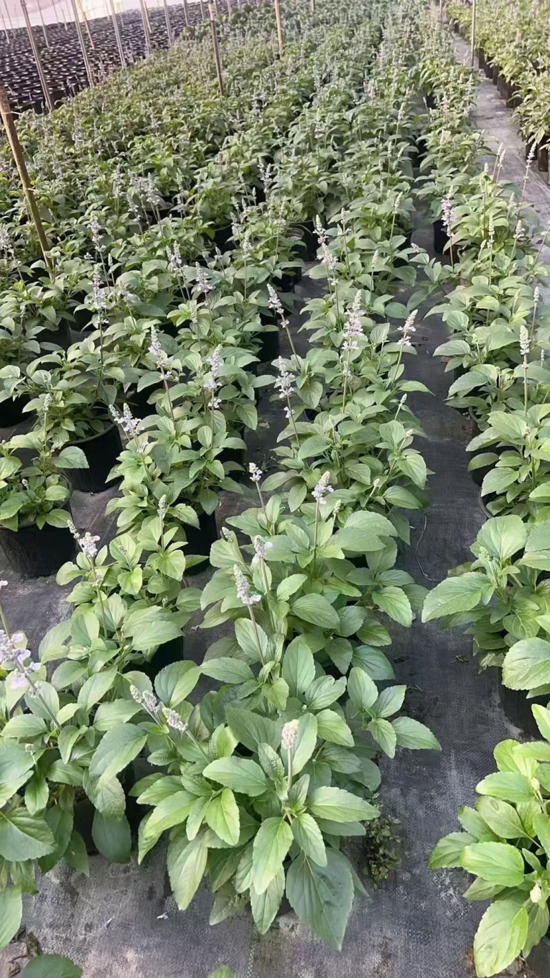 重庆冰蓝鼠尾草批发重庆苗木基地供应各类规格冰蓝鼠尾草