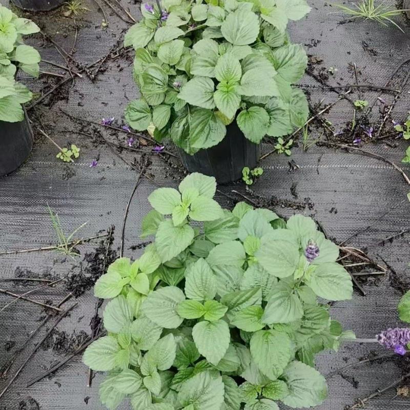 成都蓝霸鼠尾草批发成都苗木基地供应各类规格蓝霸鼠尾草