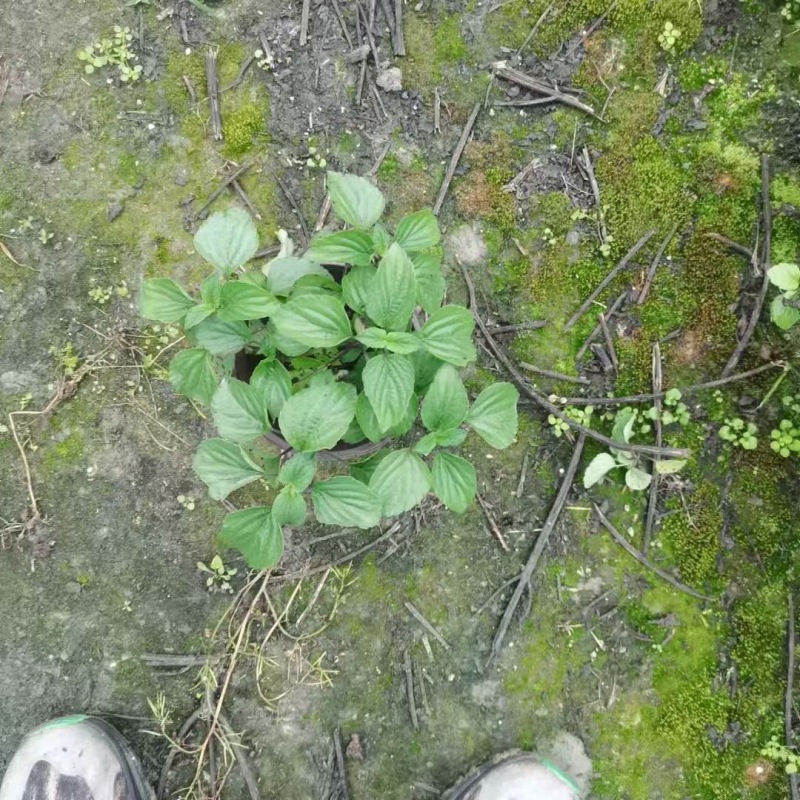 贵州蓝霸鼠尾草批发贵州苗木基地供应各类蓝霸鼠尾草基地
