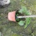 贵州蓝霸鼠尾草批发贵州苗木基地供应各类蓝霸鼠尾草基地