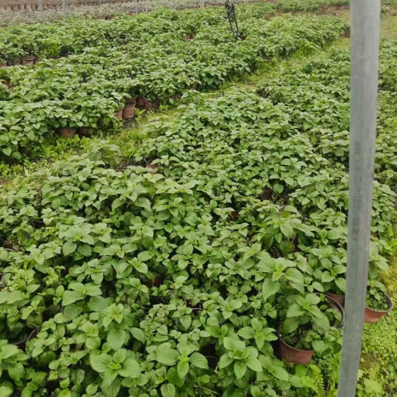贵州蓝霸鼠尾草批发贵州苗木基地供应各类蓝霸鼠尾草基地