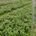 重庆蓝霸鼠尾草批发重庆苗木基地供应各类规格蓝霸鼠尾草