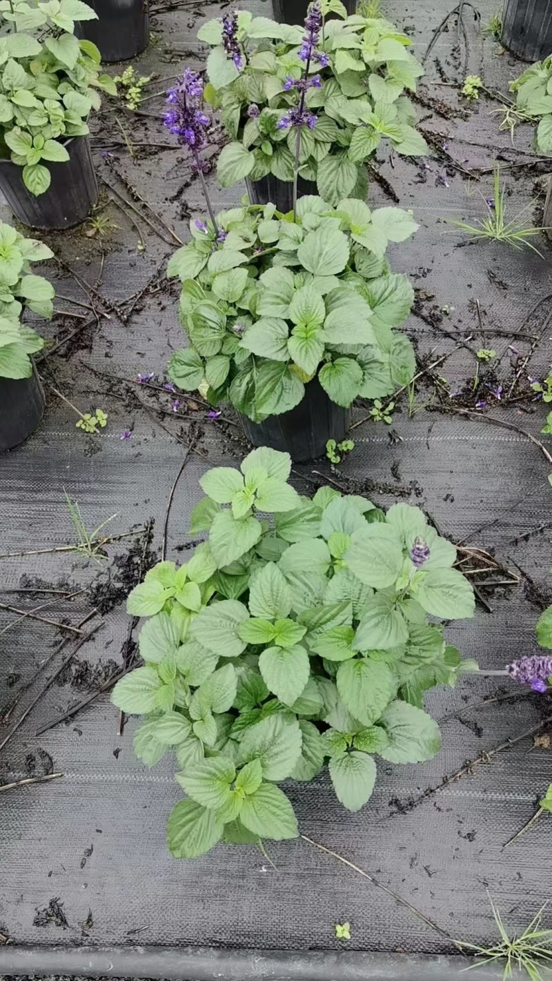 重庆蓝霸鼠尾草批发重庆苗木基地供应各类规格蓝霸鼠尾草