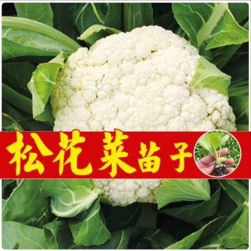 优质菜花苗花菜苗青梗松花菜苗现货现发质量保证