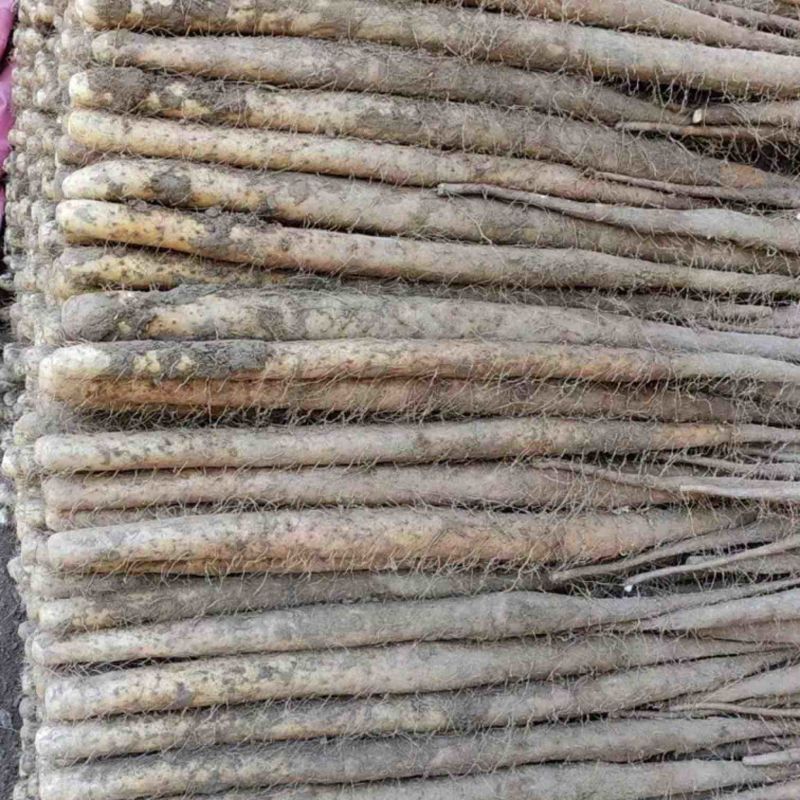 【推荐】精品河北双棒山药产地一手货源价格美丽欢迎咨询