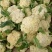 优质菜花苗花菜苗青梗松花菜苗现货现发质量保证