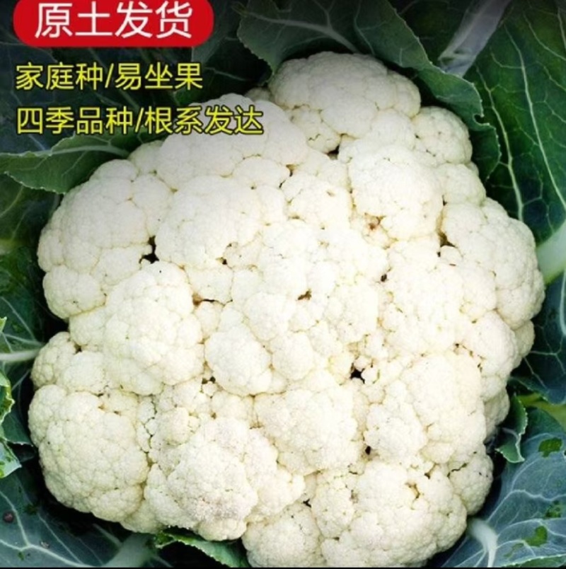 优质菜花苗花菜苗青梗松花菜苗现货现发质量保证