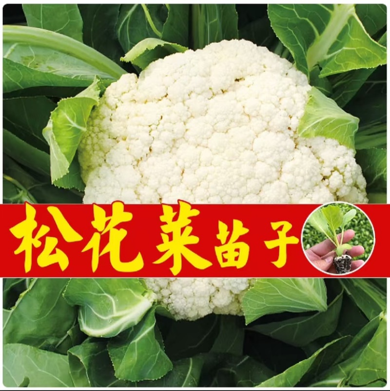 优质菜花苗花菜苗青梗松花菜苗现货现发质量保证