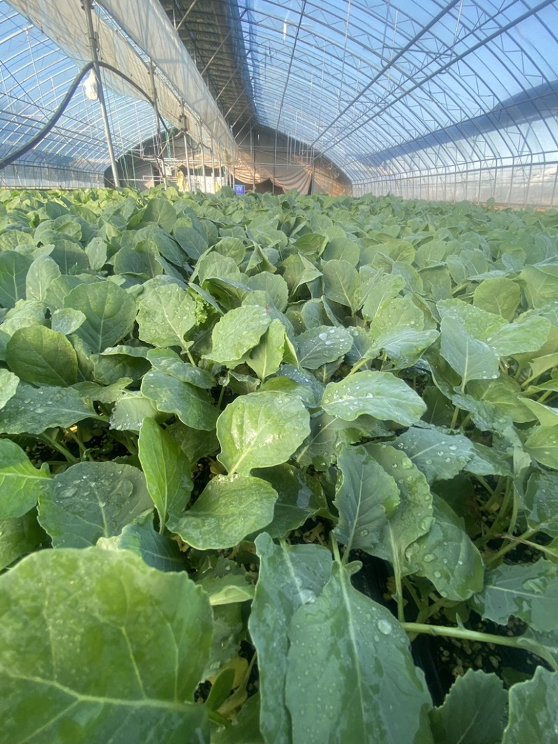 优质菜花苗花菜苗青梗松花菜苗现货现发质量保证
