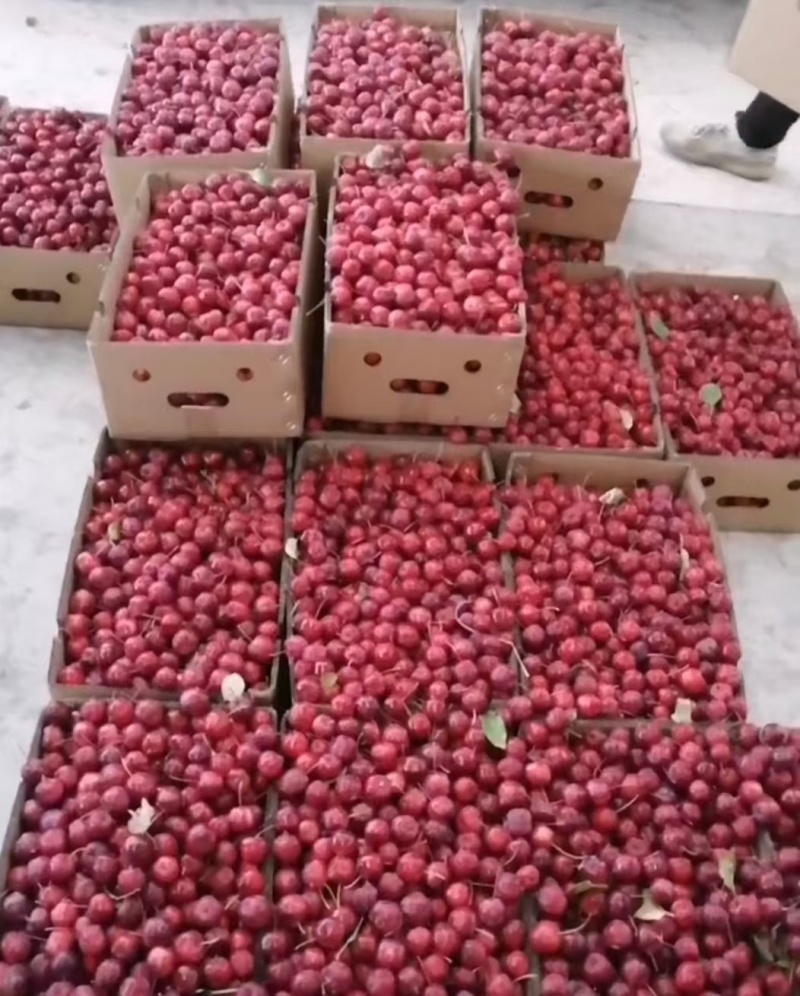 冻海棠果