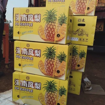 海南凤梨，大量现货，