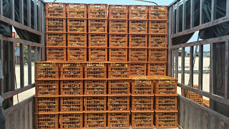 海南凤梨，大量现货，