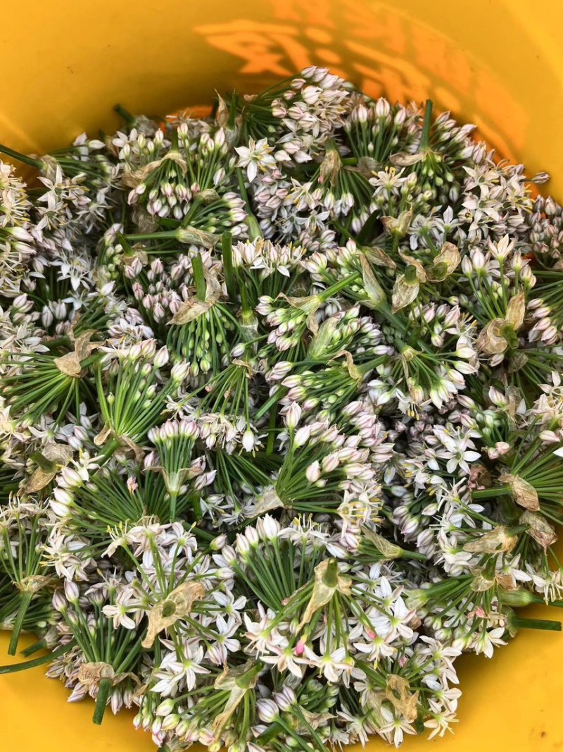 韭菜花，韭花，韭花酱，韭菜花酱，产地大量供应韭菜花
