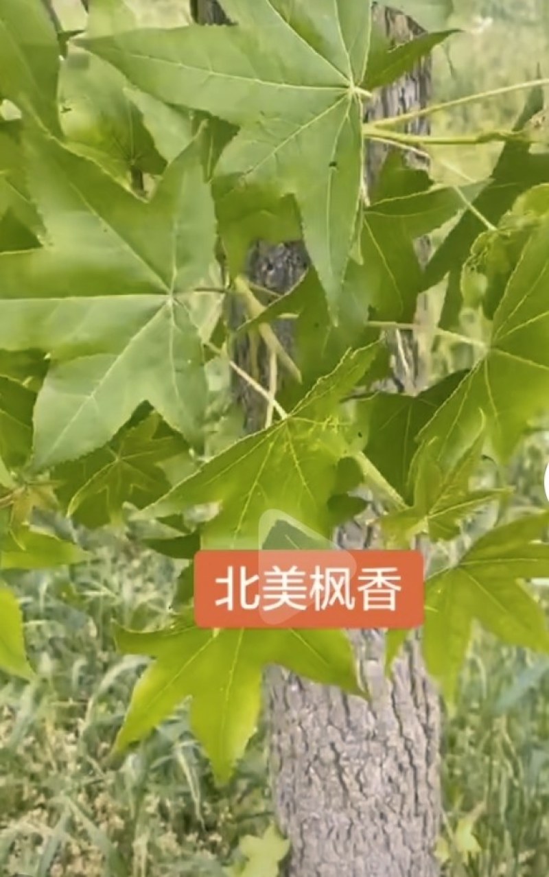 北美枫香树，胸径15一25公分，大量有货
