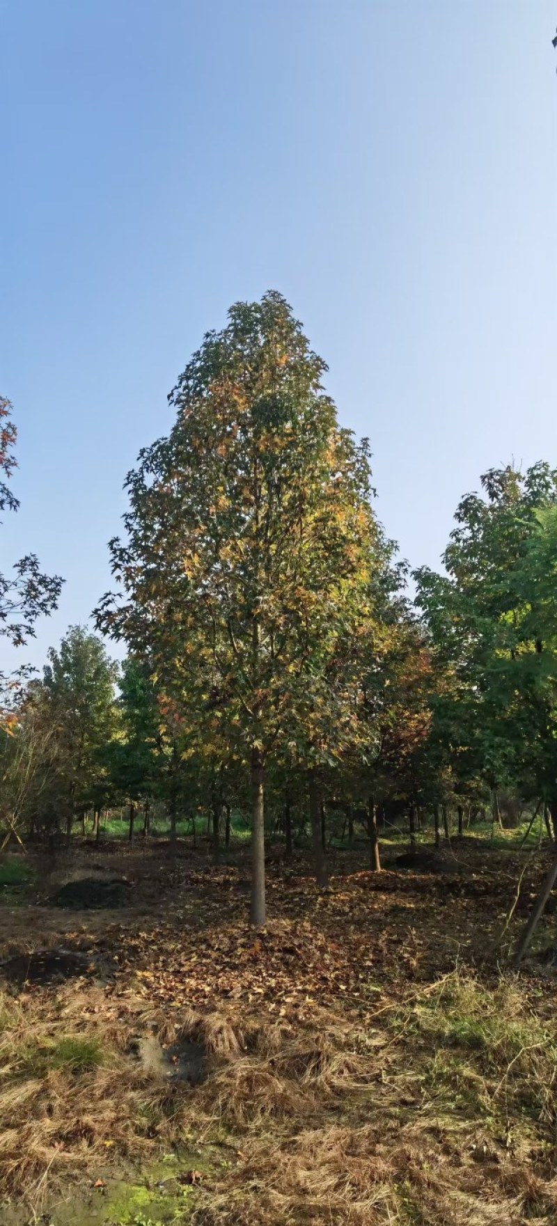 北美枫香树，胸径15一25公分，大量有货