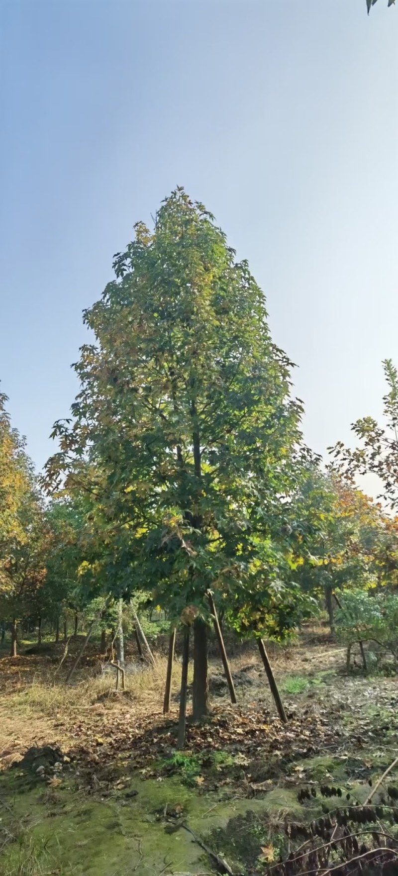 北美枫香树，胸径15一25公分，大量有货