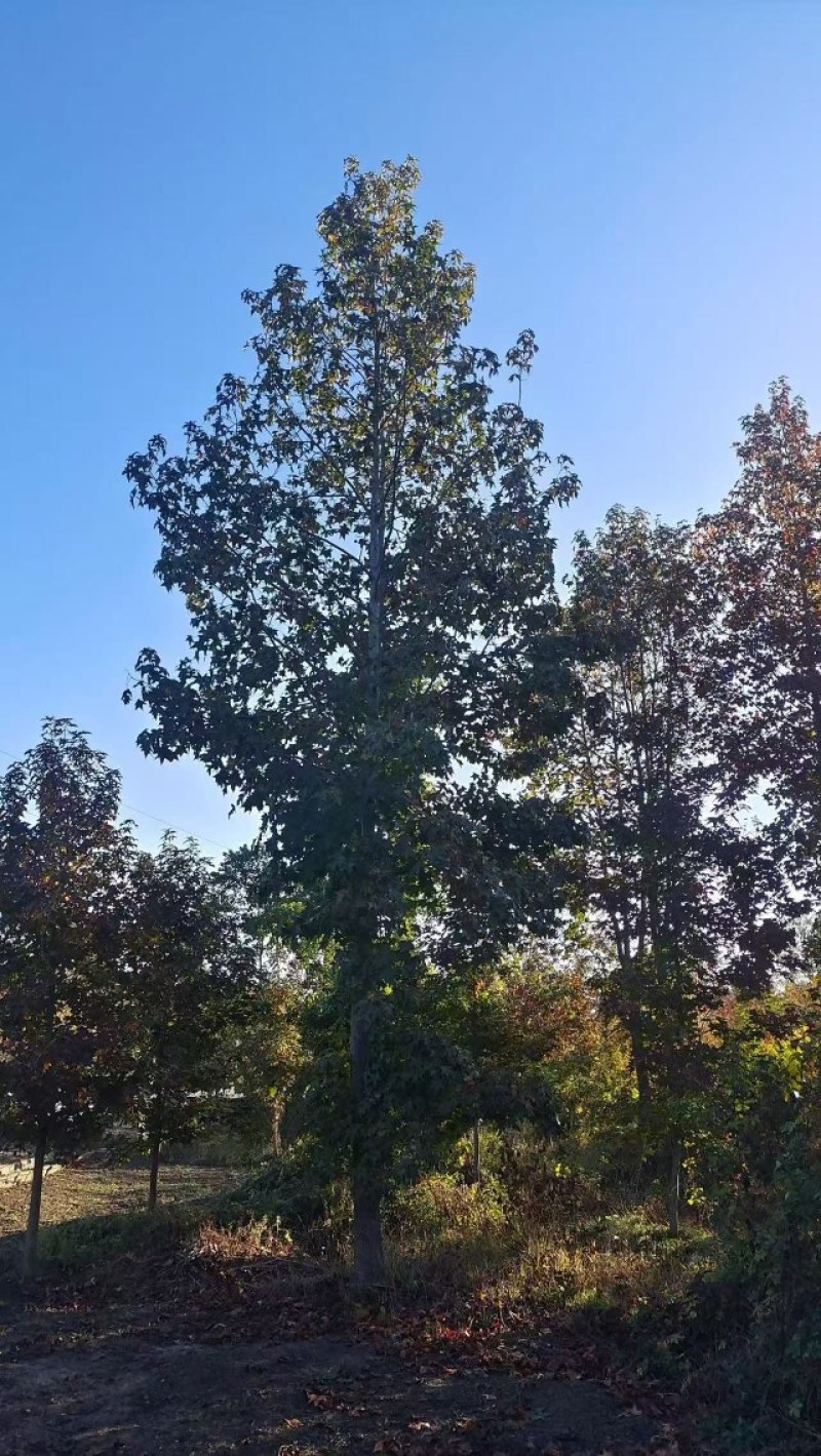 北美枫香树，胸径15一25公分，大量有货