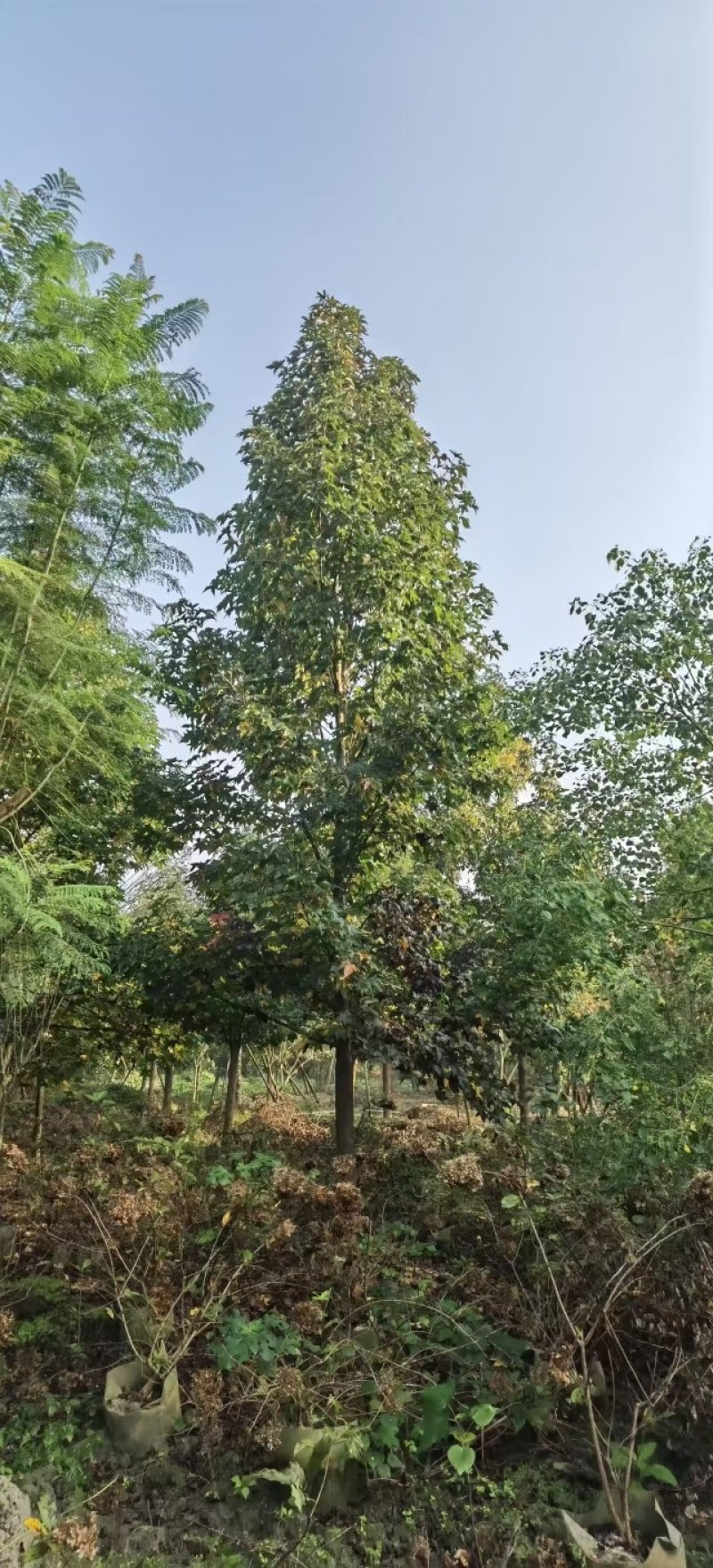 北美枫香树，胸径15一25公分，大量有货