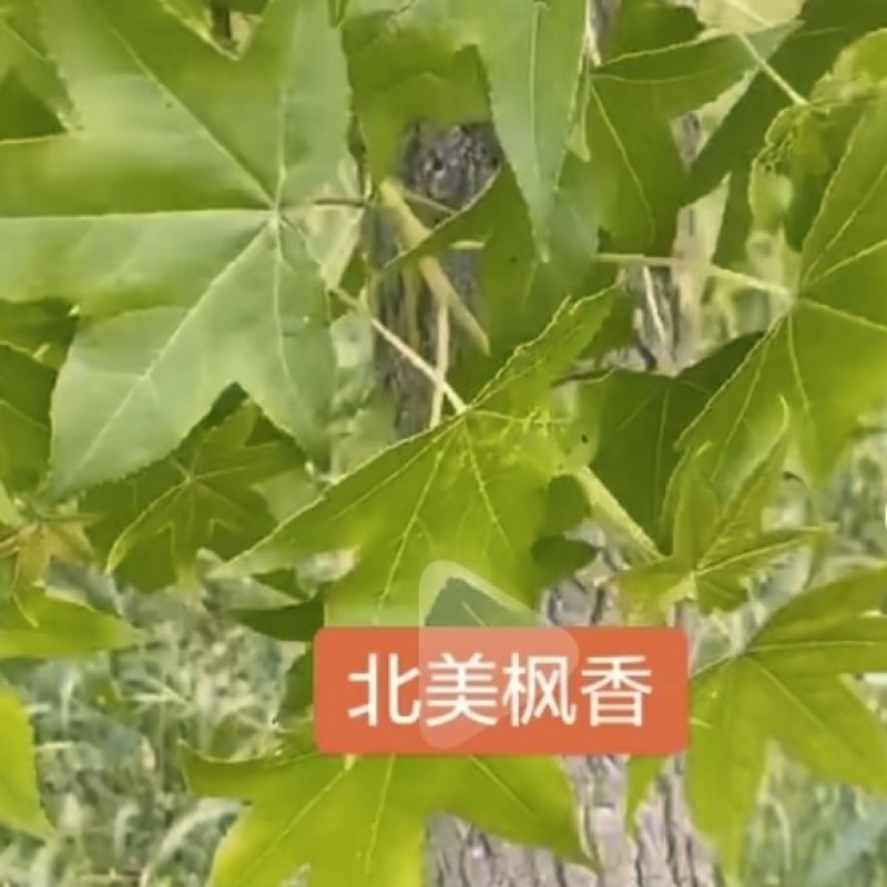 北美枫香树，胸径15一25公分，大量有货