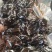 精选何首乌中药材大片何首乌切片对接药厂药店稳定供货品质保障