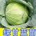 精品绿甘蓝苗包菜苗大头菜圆白菜苗基地现发质量保证