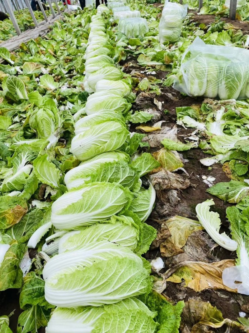 【黄心大白菜】河南南阳基地直供质量保证价格美丽欢迎订购