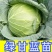 精品绿甘蓝苗包菜苗大头菜圆白菜苗基地现发质量保证