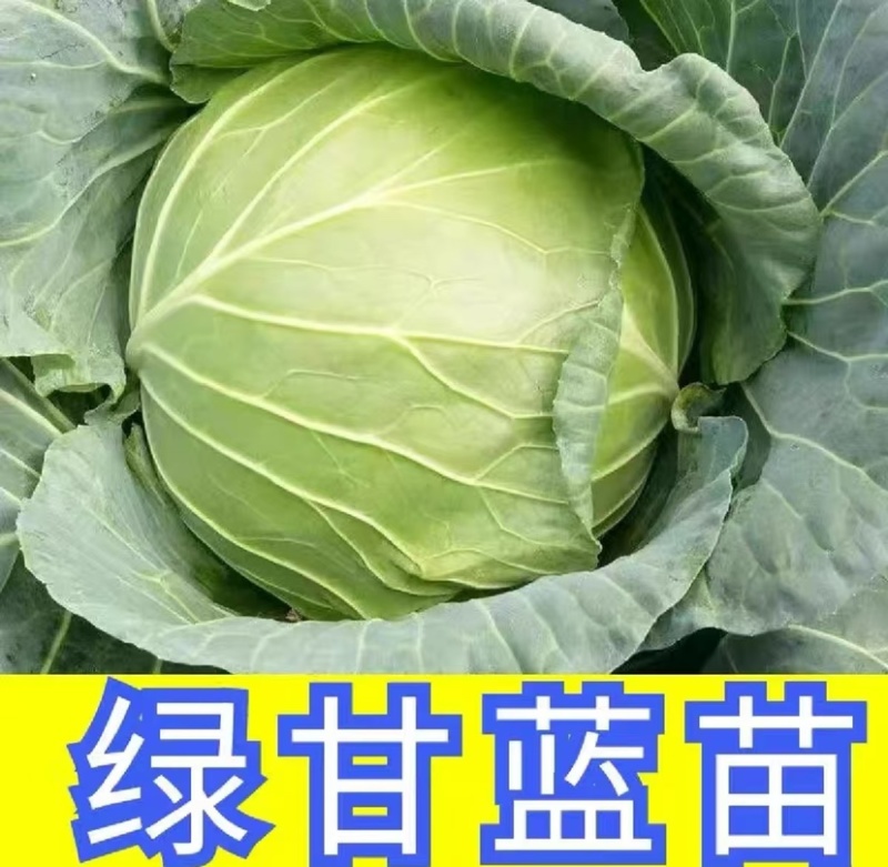 精品绿甘蓝苗包菜苗大头菜圆白菜苗基地现发质量保证