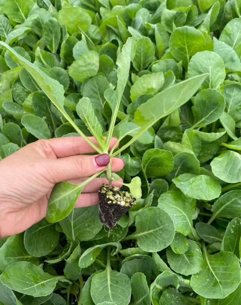 精品绿甘蓝苗包菜苗大头菜圆白菜苗基地现发质量保证